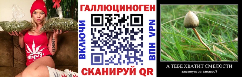 Галлюциногенные грибы Psilocybine cubensis  Снежинск 